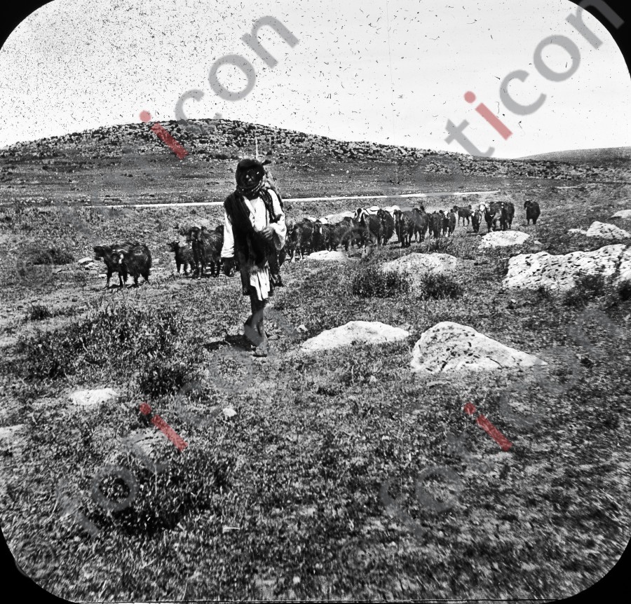 Hirte in Palästina | Shepherd in Palestine (foticon-simon-heiligesland-54-048-sw.jpg)